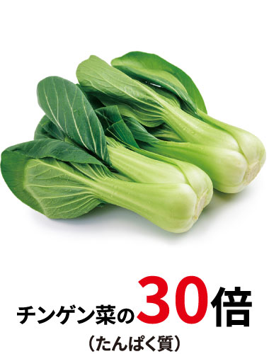 チンゲン菜の30倍