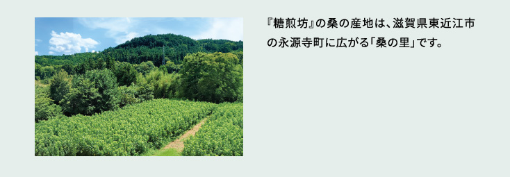 『糖煎坊』の桑の産地は、滋賀県東近江市の永源寺町に広がる「桑の里」です。