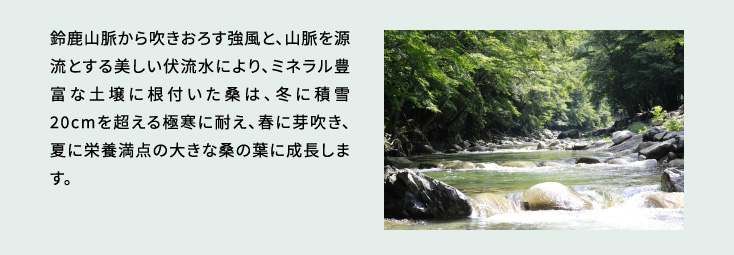 鈴鹿山脈から吹きおろす強風と、山脈を源流とする美しい伏流水により、ミネラル豊富な土壌に根付いた桑は、冬に積雪20cmを超える極寒に耐え、春に芽吹き、夏に栄養満点の大きな桑の葉に成長します。