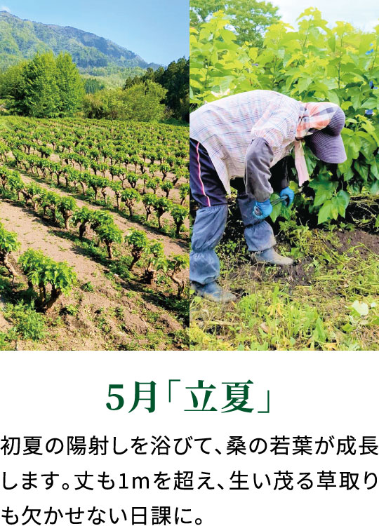 5月「立夏」